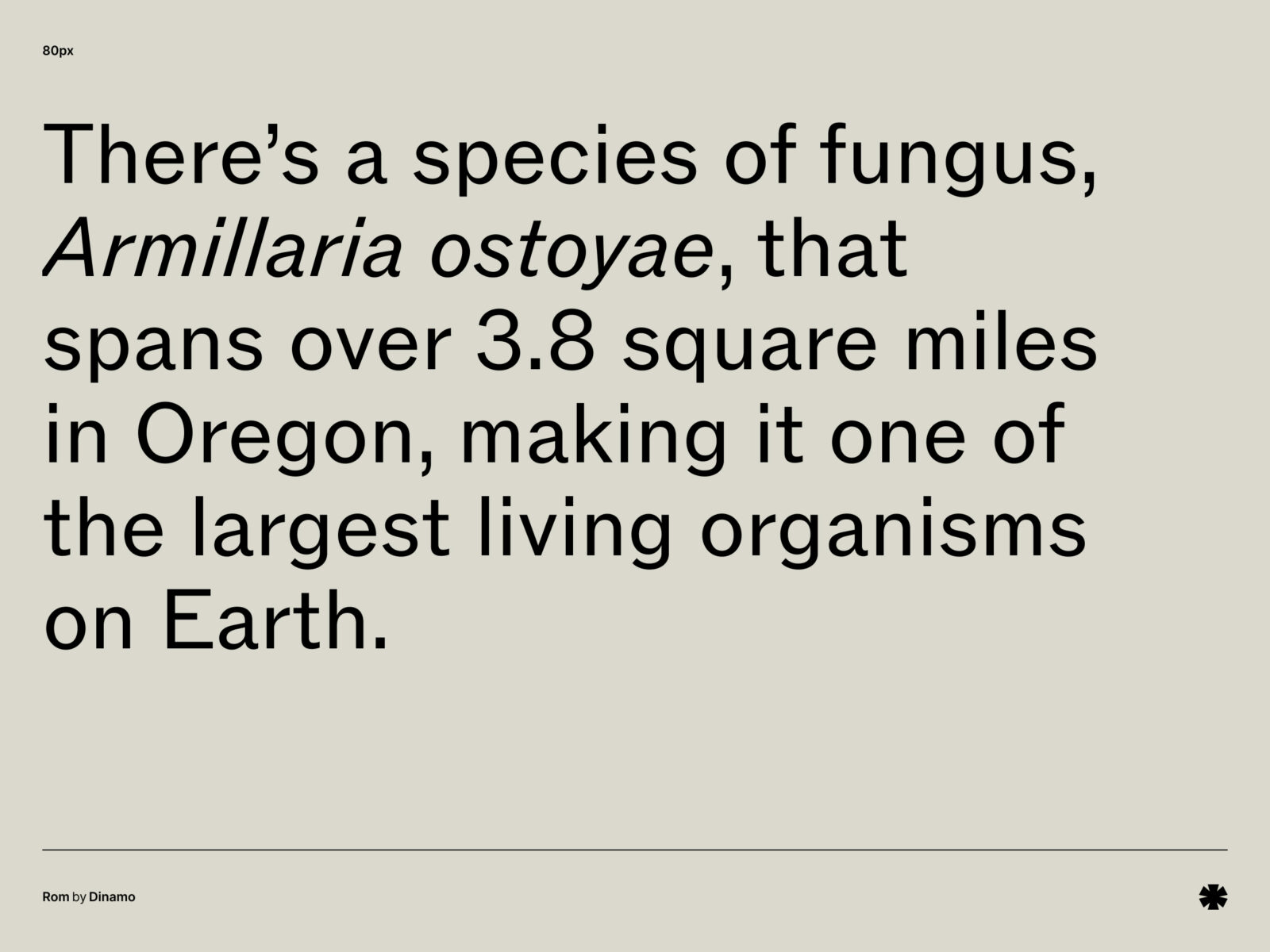 Dinamo — Rom – Rom paragraph