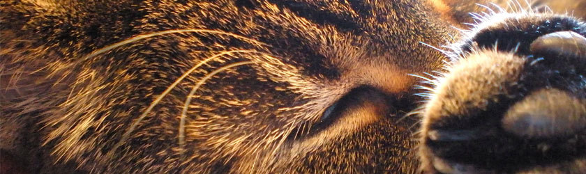 Katzenfreunde Katzenfreunde