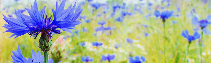 Blumenbilder Blumenbilder