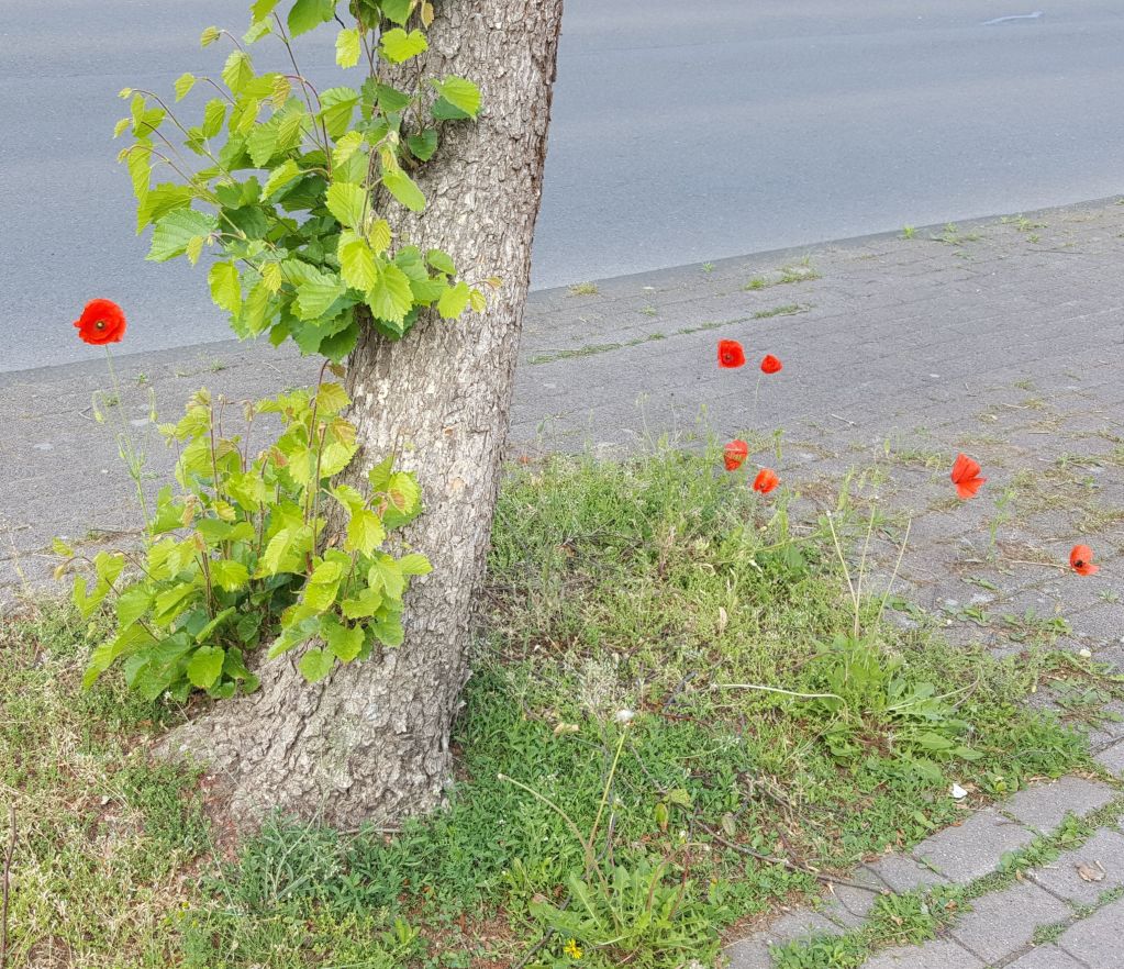 Frühling.jpg Frühling.jpg