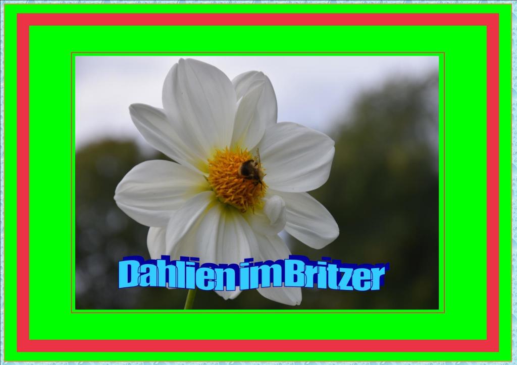 Dahlien Schau im Britzer Garten 2015 Dahlien Schau im Britzer Garten 2015