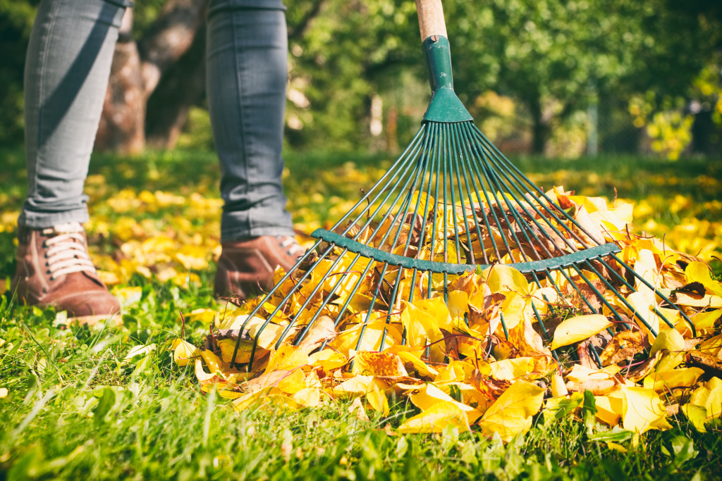 Rechen, der Herbstlaub auf Wiese harkt Rechen, der Herbstlaub auf Wiese harkt