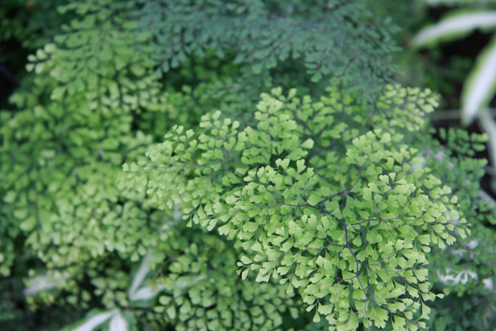 Botanischer Garten Botanischer Garten