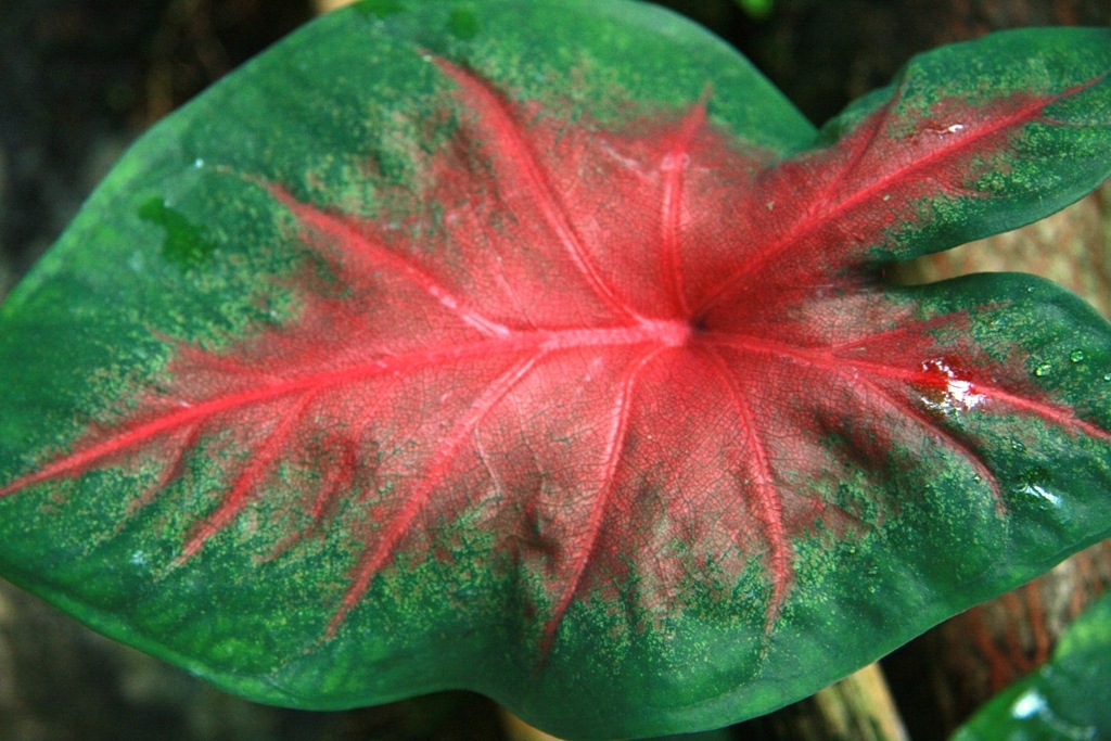 Botanischer Garten Botanischer Garten