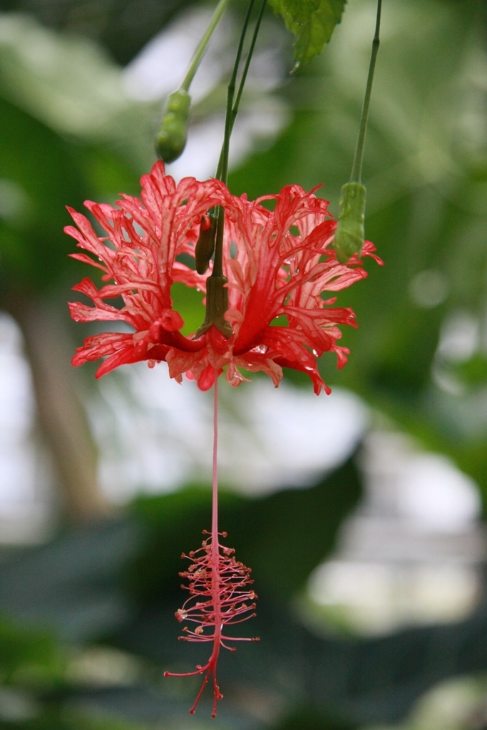 Botanischer Garten Botanischer Garten