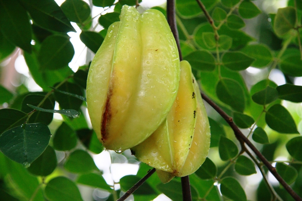 Botanischer Garten Botanischer Garten