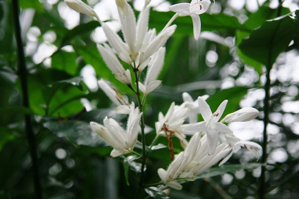 Botanischer Garten Botanischer Garten