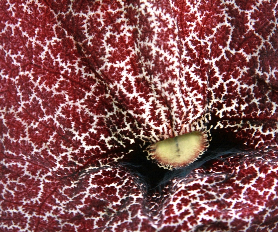 Botanischer Garten Botanischer Garten