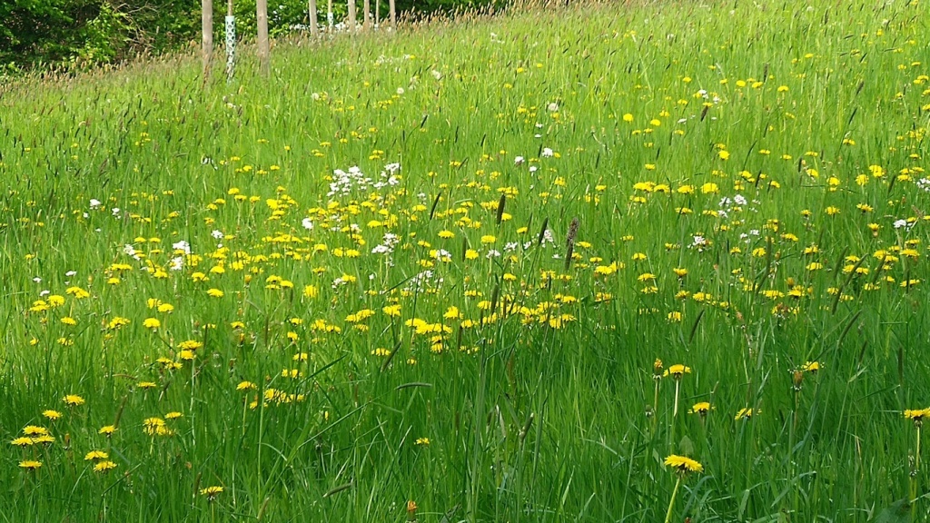 Bild 172 Bild 172