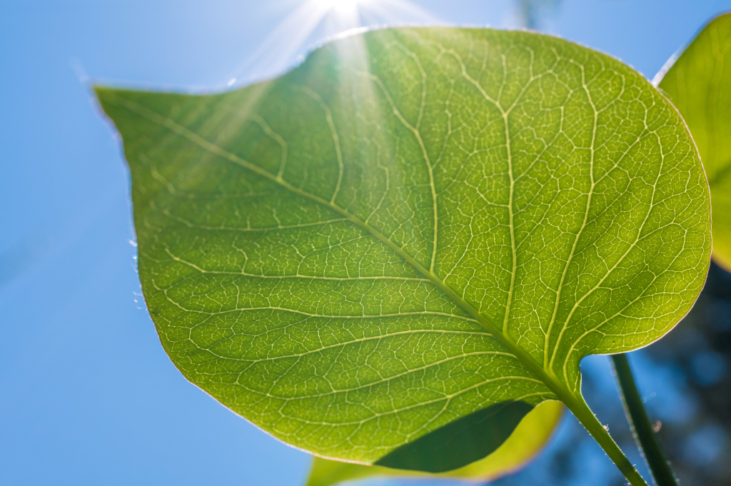 Blatt im Sonnenlicht Blatt im Sonnenlicht