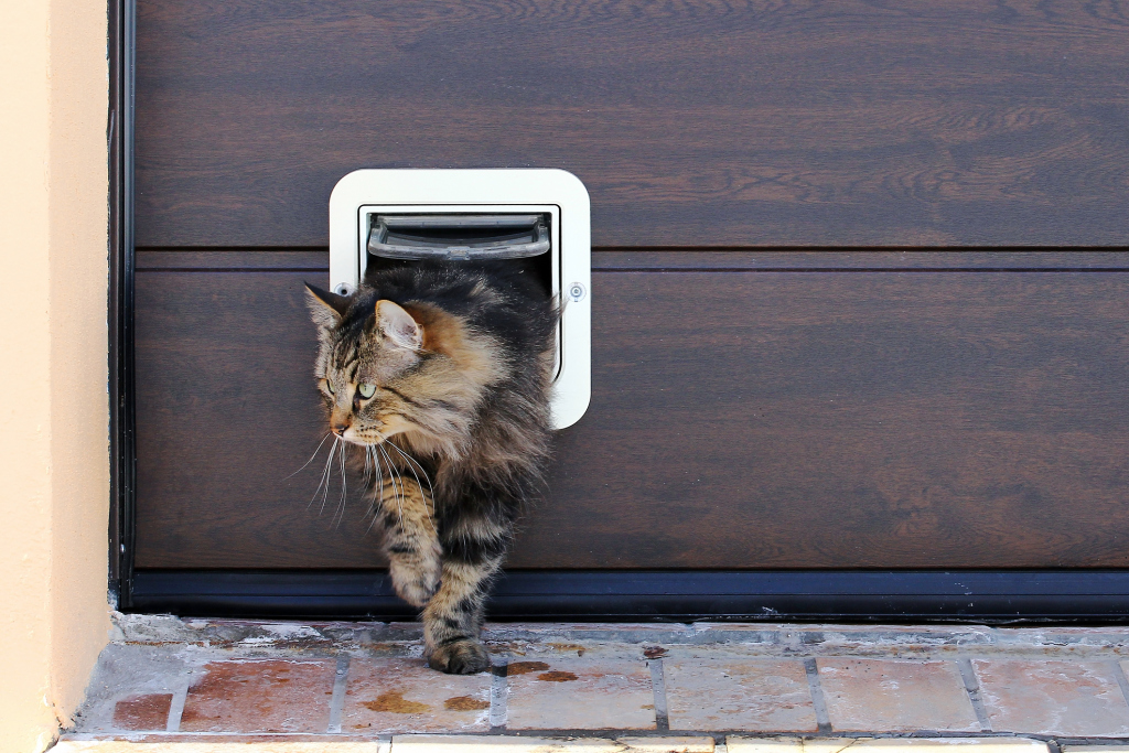 Katze kommt aus einer Katzenklappe Katze kommt aus einer Katzenklappe