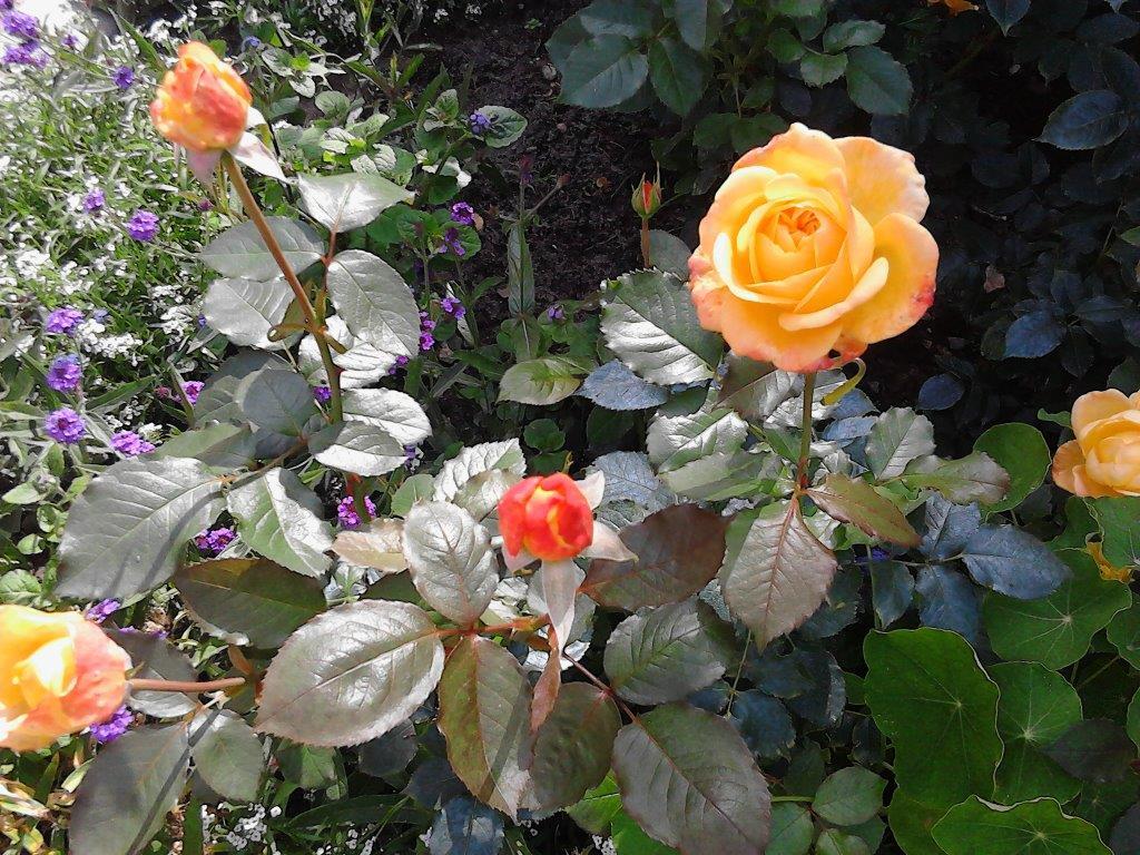 Arboretum 2015 Arboretum 2015