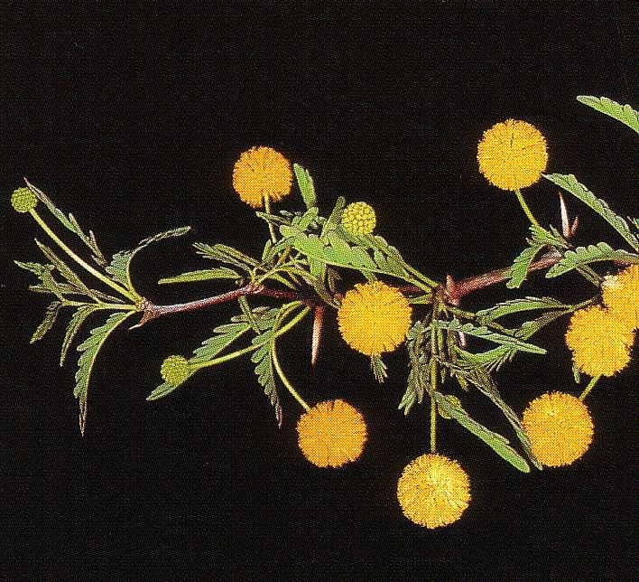 Acacia erioloba - Blaetter Blueten Acacia erioloba - Blaetter Blueten