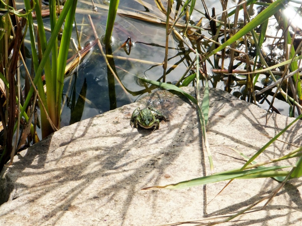 Frosch Frosch