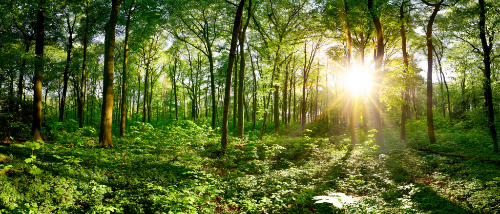 Sonnenstrahlen im Wald Sonnenstrahlen im Wald