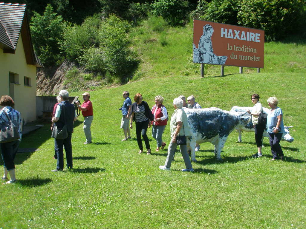 käse käse