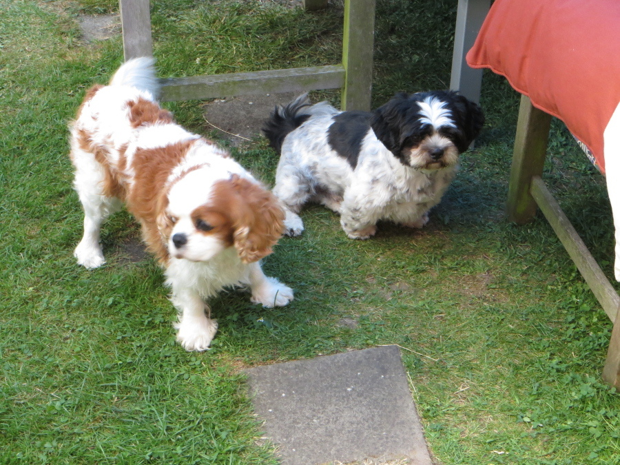 hunde hunde