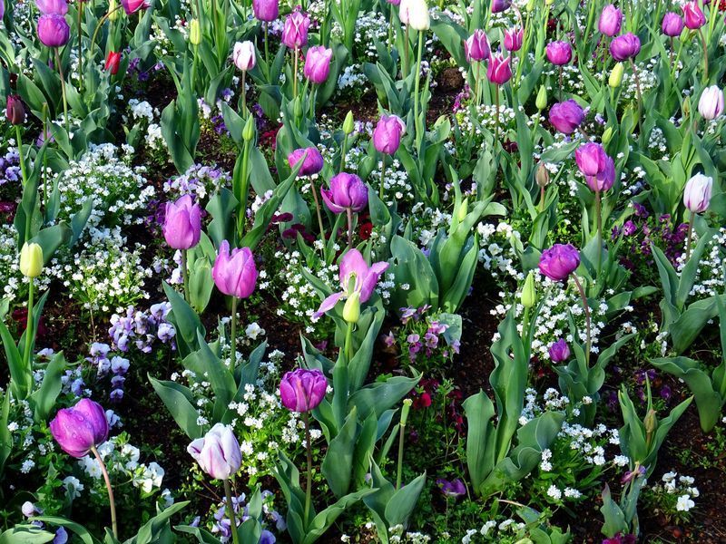 blüten blüten