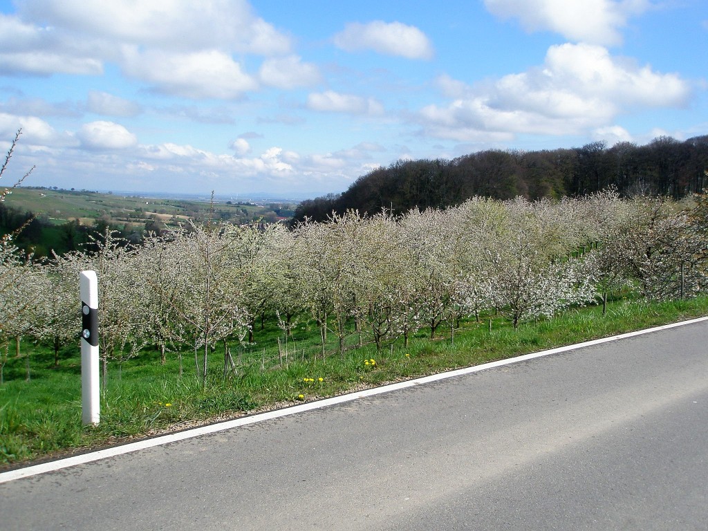 blüten blüten