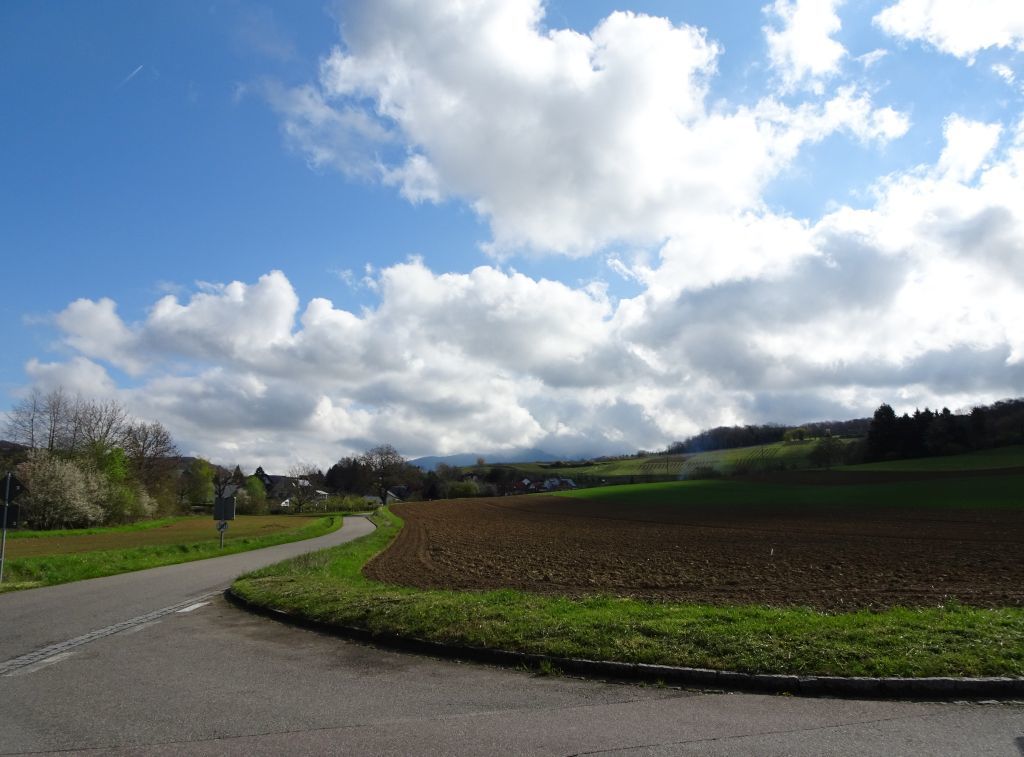 blüten blüten