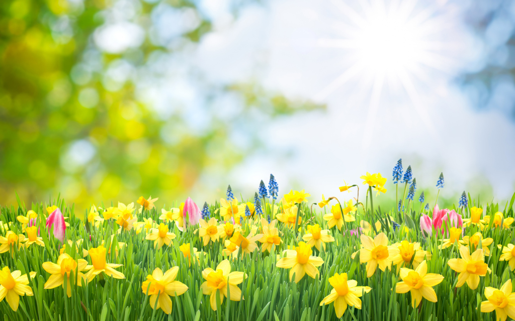 Frühlingswiese und Sonne Frühlingswiese und Sonne