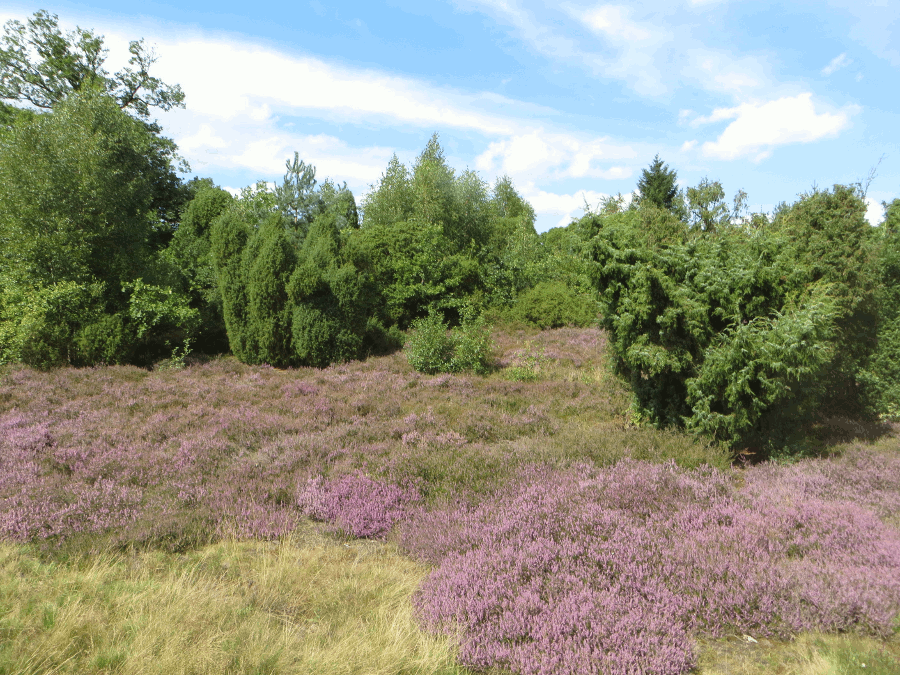 Heide Heide