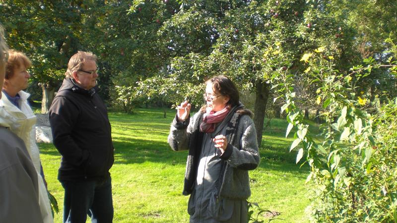 im Kräutergarten im Kräutergarten