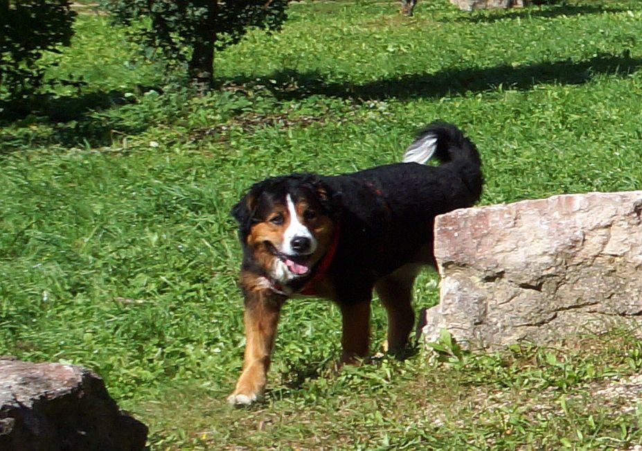 jura jura