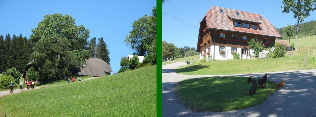 wald wald