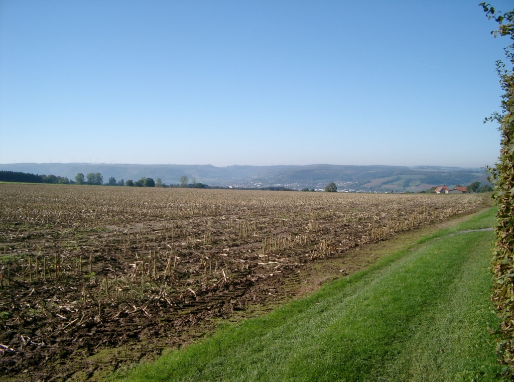 Bildergalerie: im Garten