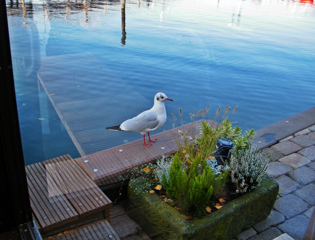 Möwe Möwe