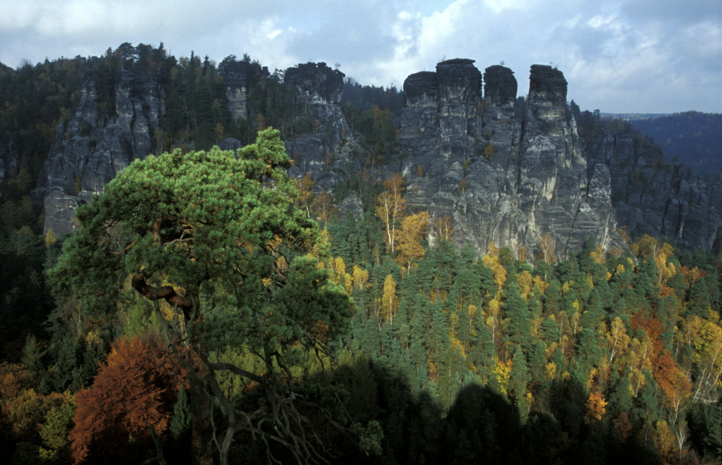 Wald Wald
