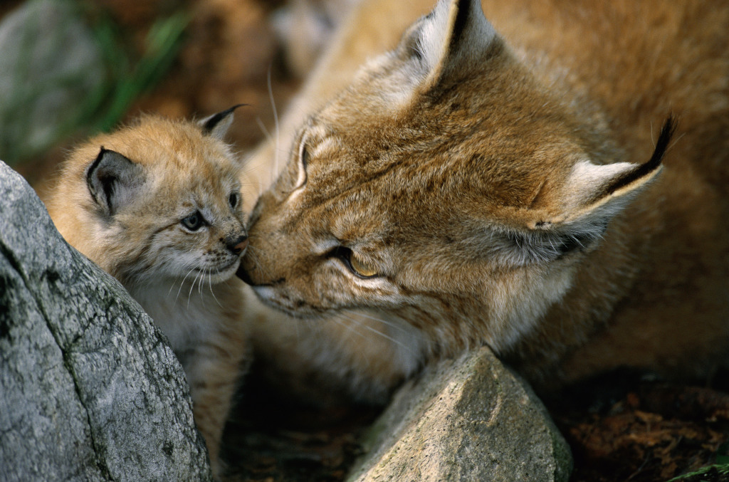 Luchs Mutter und Kind Luchs Mutter und Kind
