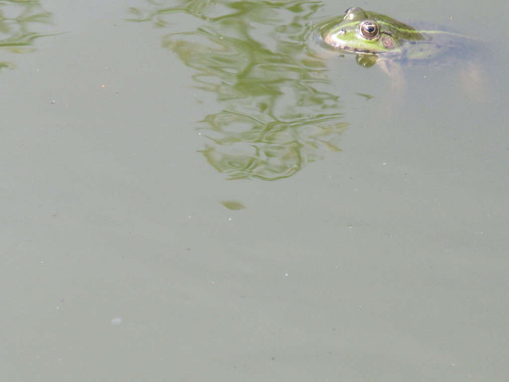 schwiesau1 schwiesau1