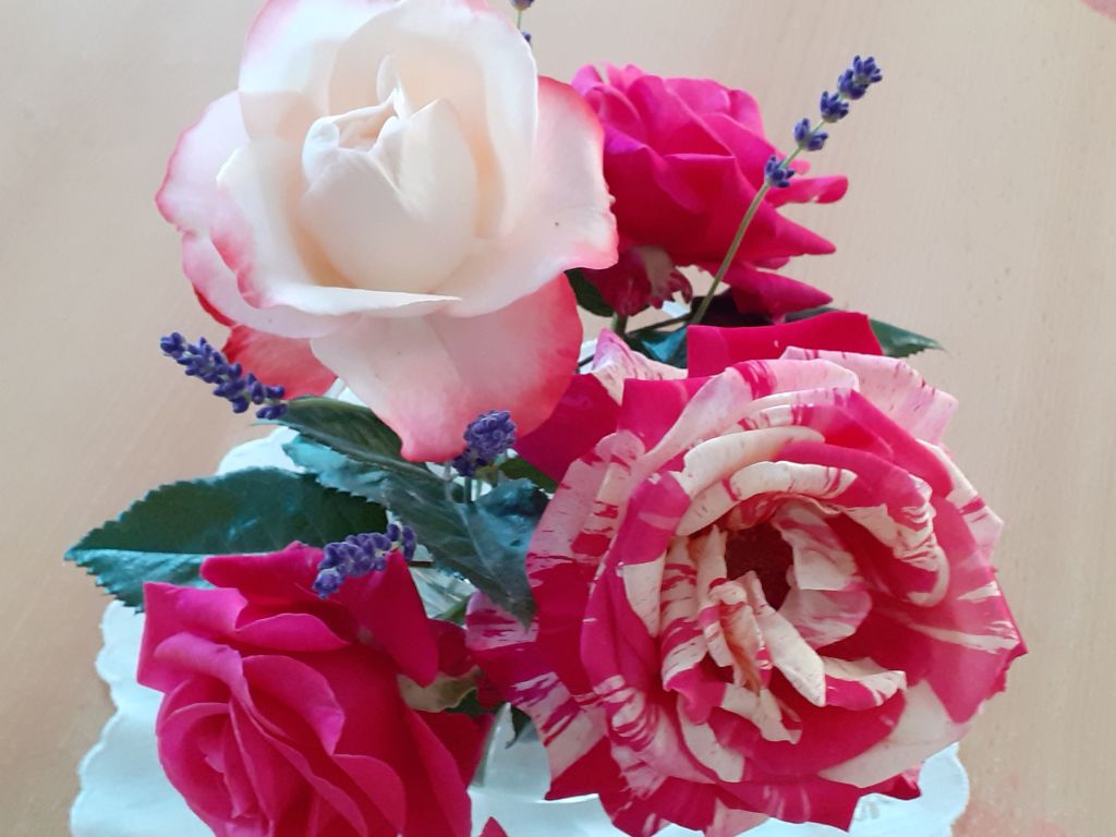 Rosen_Rose56 Rosen_Rose56