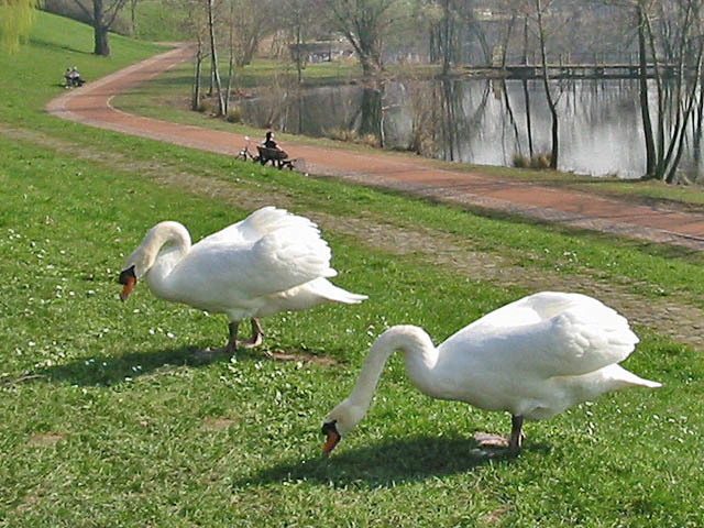 schwan schwan