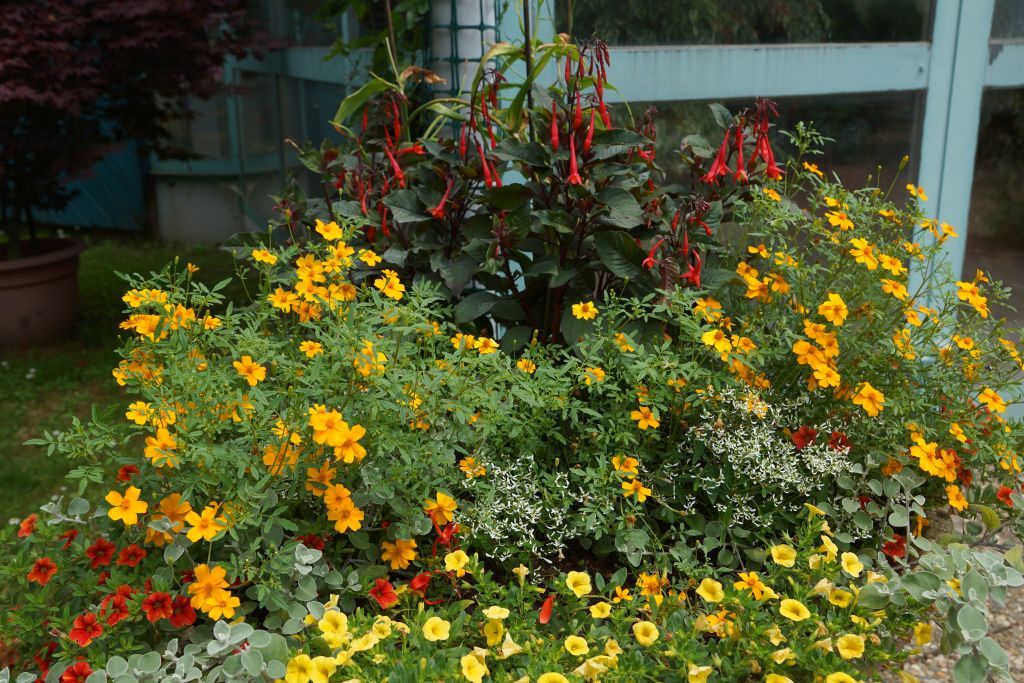 jardin jardin