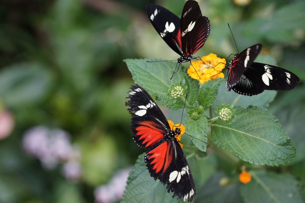 jardin jardin