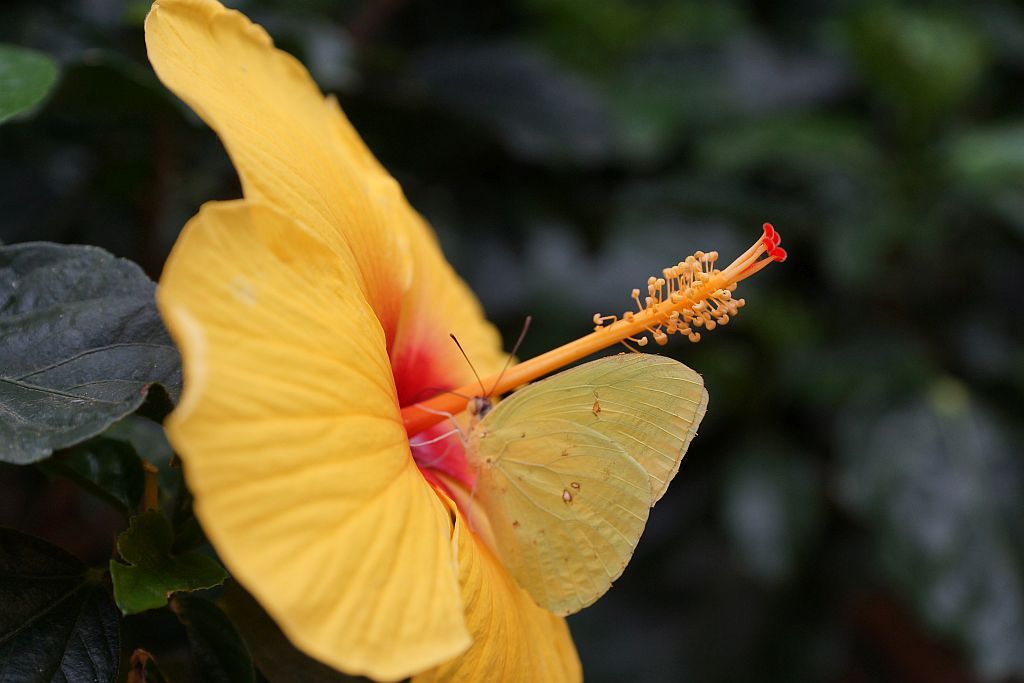 jardin jardin
