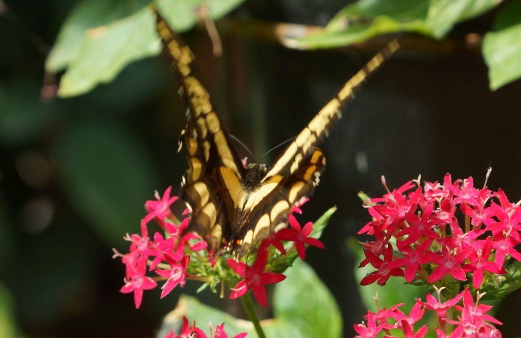 jardin jardin
