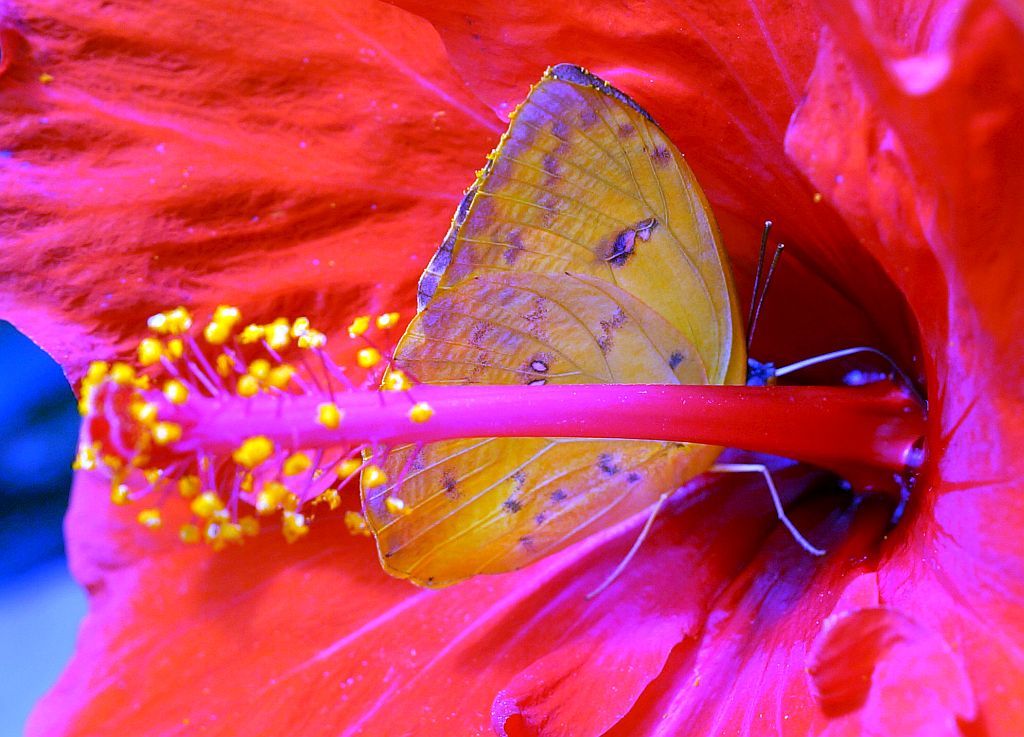 jardin jardin