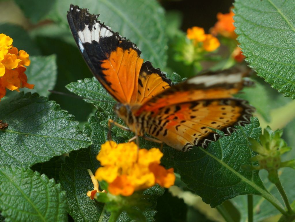 jardin jardin
