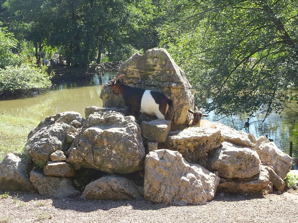 vogel vogel