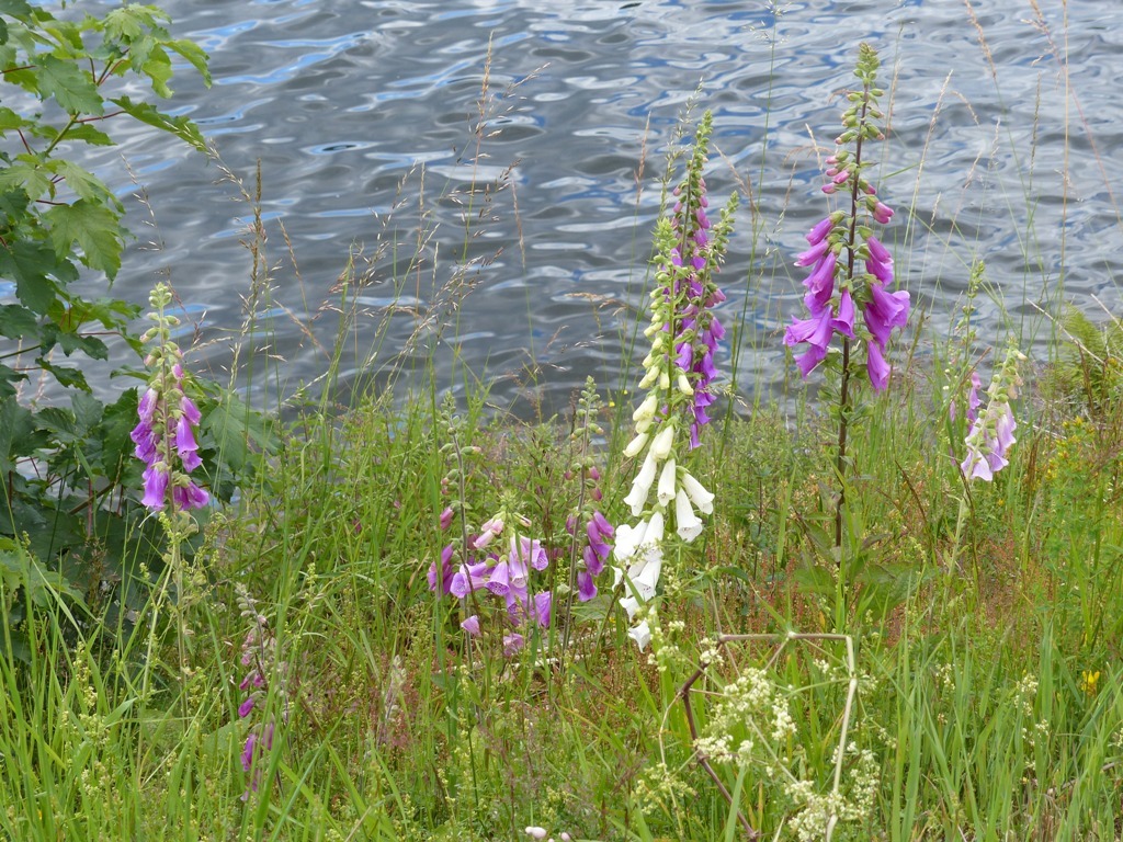 Schiffchenfahrt Schluchsee Schiffchenfahrt Schluchsee