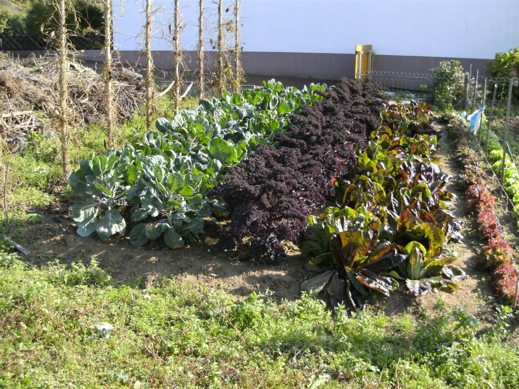 Bildergalerie: Mein Garten