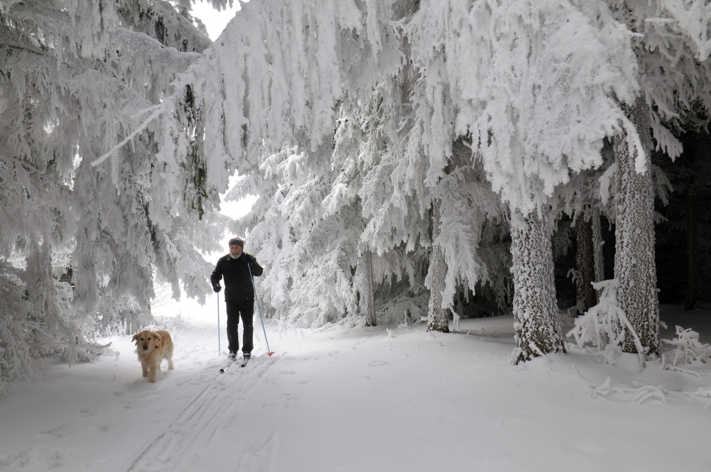 Langläufer mit Hund beim Skilanglauf mit verschneiten Tannen Langläufer mit Hund beim Skilanglauf mit verschneiten Tannen