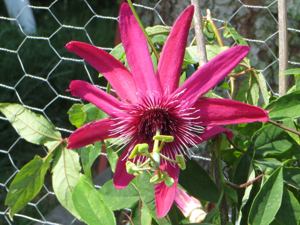 Passionsblume Passionsblume