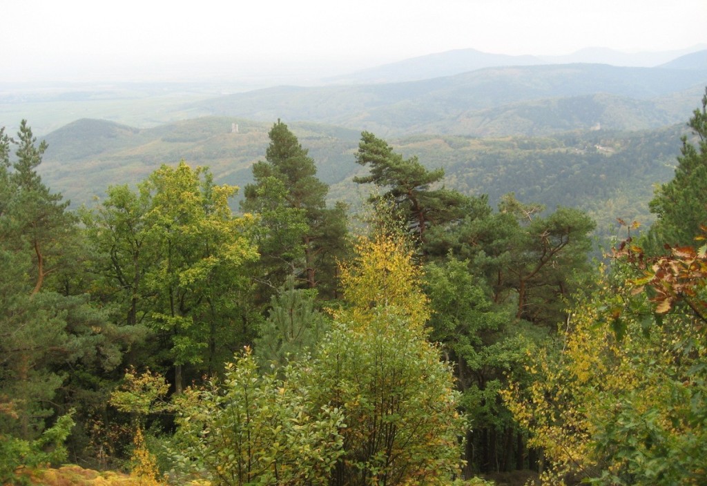 Wald Wald