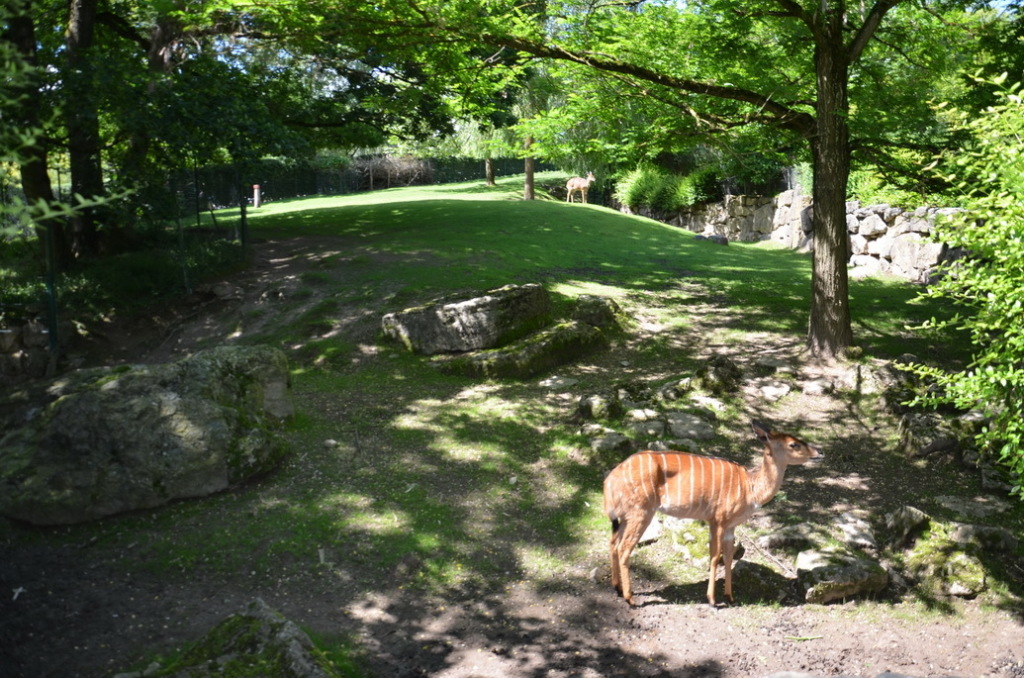 lahnelster 06-2019 _074 lahnelster 06-2019 _074