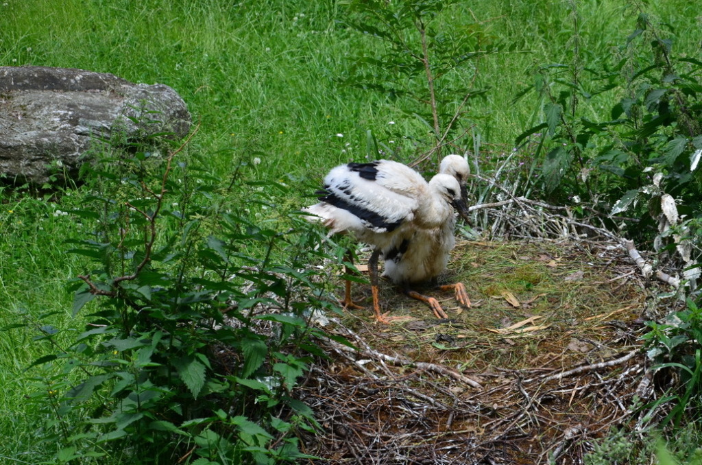 lahnelster 06-2019 _108 lahnelster 06-2019 _108